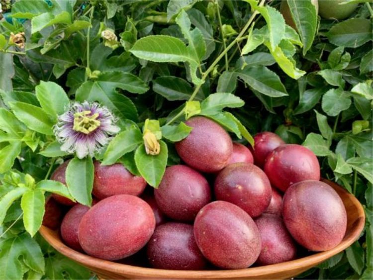 Passion fruit exports to Europe